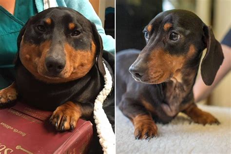 Rare Skin Condition Causes Dachshund To Inflate Into Plump Weiner Dog