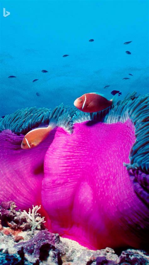 Pink Skunk Clownfish And Sea Anemone At The Great Barrier Reef