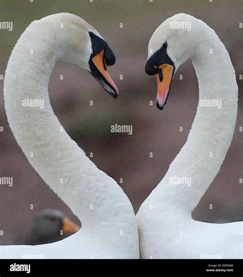 Swans Heart Shaped Hi Res Stock Photography And Images Alamy