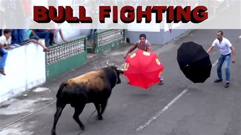 Bullfighting Funny Crazy Funny Bull Crazy