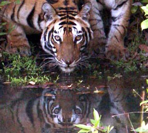 TIGER AT BARDIA NATIONAL PARK Image Bardia National Park Flickr