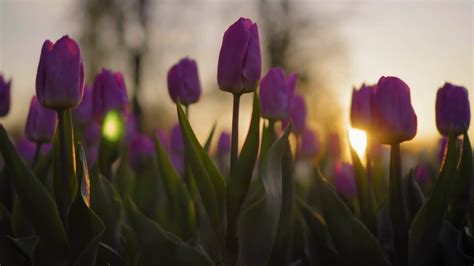 Purple flowers tulips swaying gently from a weak wind. The rays of the setting sun beautifully ...