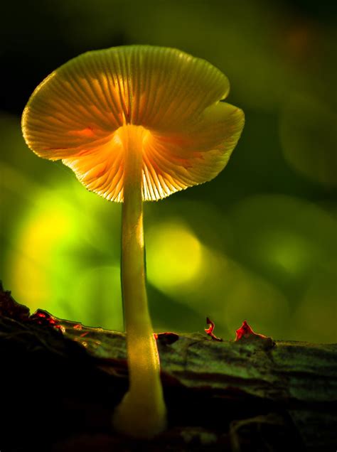 Mushroom Wallpaper Enwallpaper