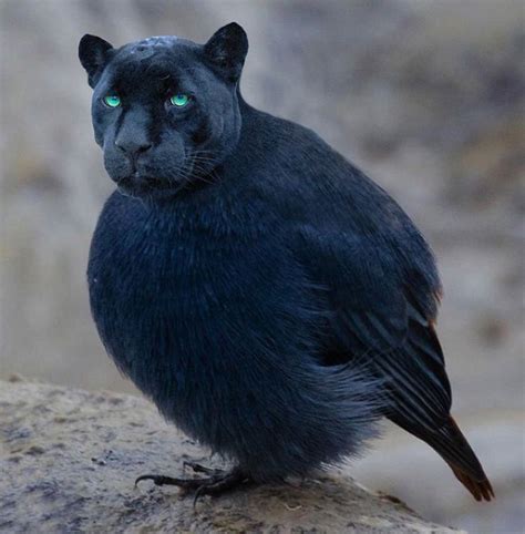 68 Unusual Cat And Bird Hybrids Bred In Photoshop Add Yours