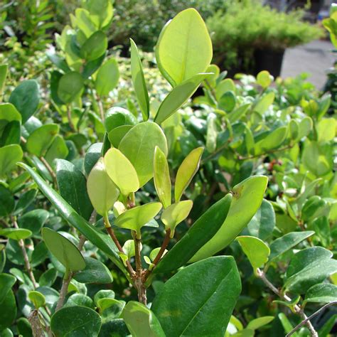 Ligustrum Japonicum Texanum Troène Du Texas à Feuilles Vert Vif