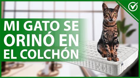 🐱 ¿cómo Limpiar Mi ColchÓn Si Mi Gato Lo Orinó Remedios Caseros Y Productos 🛏🐱 Youtube