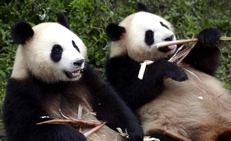 Survey Finds Giant Pandas No Longer Endangered In China