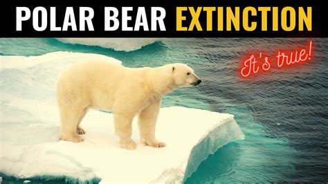 Polar Bears Will Become Extinct In Less Than 100 Years Lets Reverse