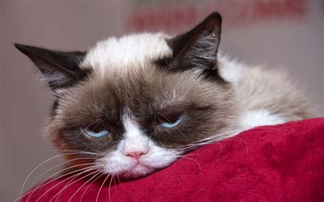 Feeling Sad And Tired Watch Grumpy Cat Say Scientists