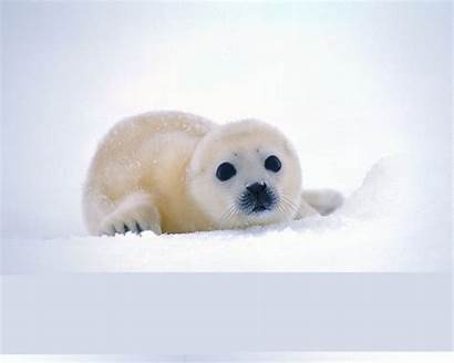 Seal Wallpapers Winter Animal Backgrounds Animals Ever