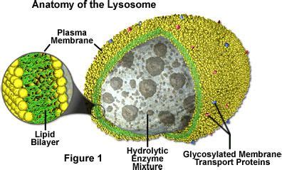 Lysosomes digest many complex molecules such as carbohydrates, lipids, proteins, and nucleic acids, which the cell then recycles for other uses. The lysosome is an organelle in a plant and animal cells ...