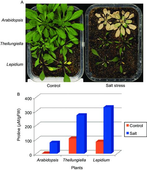 Comparison Of Salt Tolerance And Proline Accumulation Of Arabidopsis