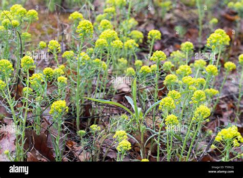 Euphorbia Esula Commonly Green Spurge Or Leafy Spurge Flowers Macro