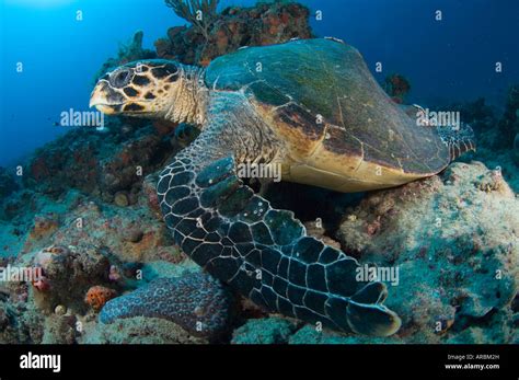Hawksbill Sea Turtle Eretmochelys Imbricata With A Deformed Shell Or