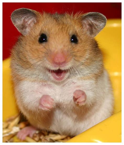 Happy Hamster Cute Animals Cute Hamsters Smiling Animals