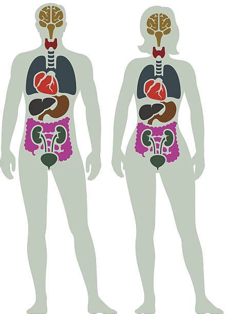 Male And Female Internal Organ Diagram Artofit