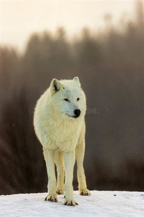 Male Arctic Wolf Canis Lupus Arctos Nice Portrait In Winter Stock Image