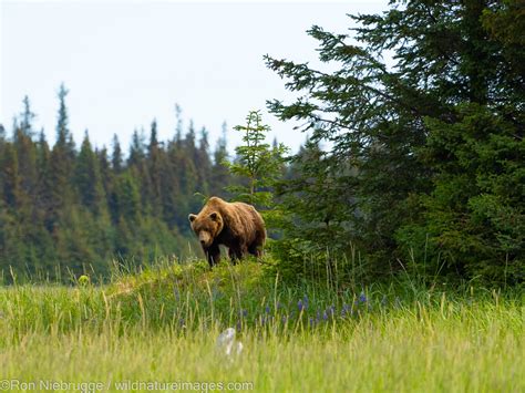 Grizzly Bear Lake Clark National Park Alaska Photos By Ron Niebrugge