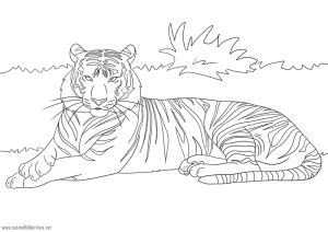 Tiger zum Ausmalen | Ausmalbilder Pferde - viele Malvorlagen mit Pferden