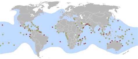 Hawksbill turtles use different habitats at different stages of their life cycle, but are most commonly associated with healthy coral reefs. Green Sea Turtle (Chelonia mydas) - Network for Endangered ...