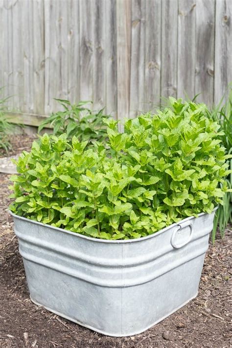 9 Good Reasons To Grow A Mint Plant On Sutton Place