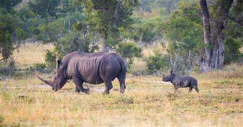 See more of südafrika safari on facebook. Südafrika: Safari digital - Weltspiegel - ARD | Das Erste