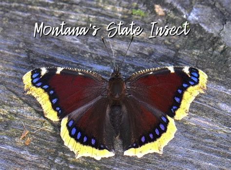 State Insect Of Montana Lesson The Mourning Cloak Butterfly Owlcation
