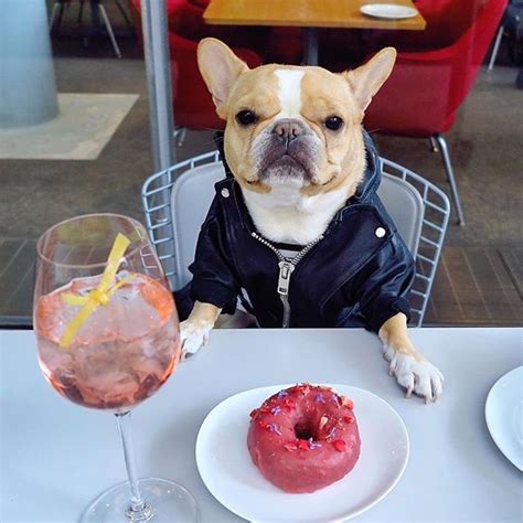 The 12 Most Famous Dogs Of Instagram Famous Dogs Dogs Funny Animal