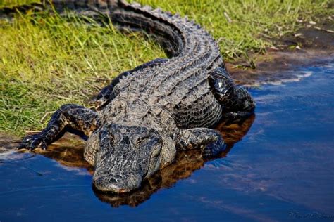 10 Alligator Predators What Eats An Alligator Or Crocodile 2023