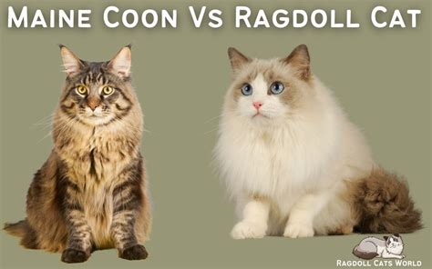 Ragdoll Cat Vs Maine Coon Cat Differences And Similarities