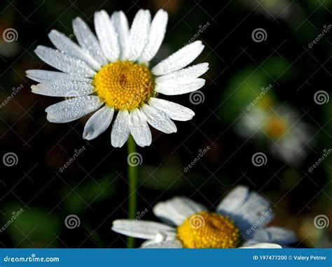 Camomile Flower With Small Drops Of Dew On The Petals Stock Photo