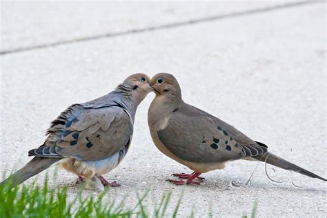 Kissing Doves Mourning Dove Zenaida Macroura Many Birds Flickr