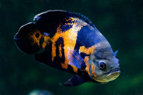 Oscar Fish Facts Astronotus Ocellatus Az Animals Vlrengbr