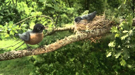 Hallmark - Mother Bird - YouTube