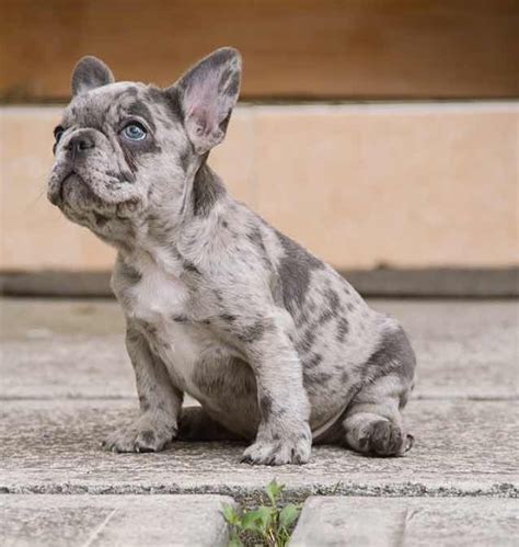 Lilactan baba merle anneden doğan french bulldog yavrumuz türkiye'de sayılı yavrulardan üst düzey kaliteye sahiptir. Bulldog Francés Blue Merle ( Machos ) - U$S 6,500.00 en ...