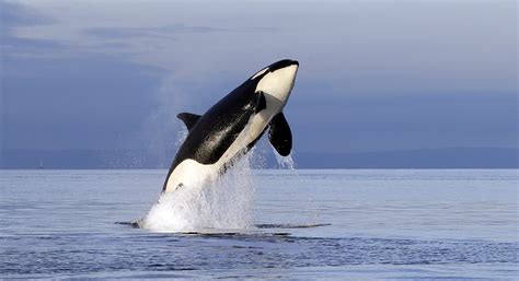 Последние твиты от orcas (@orcas). New Washington directive aims to help endangered orcas ...