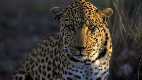 Video: A 10-hour leopard attack in Bangalore injured 6, including a leopard attack expert - Vox