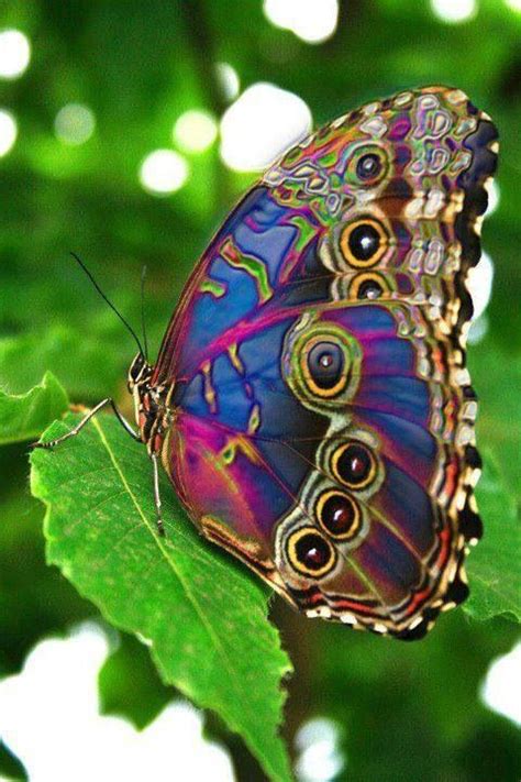We did not find results for: Spectacular Peacock Butterfly. Most beautiful butterfly ...