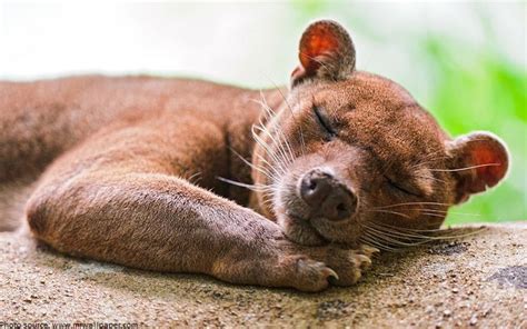 Interesting Facts About Fossa Just Fun Facts Fossa Animal Animals