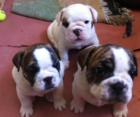 Pet universe is one of the best community for pet lovers in the world. English/French Bulldog Mix Puppies for Sale in Reno ...