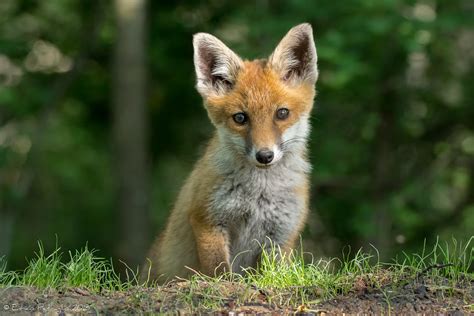 Aw Renard Roux Rotfuchs Volpe Rossa Red Fox Flickr