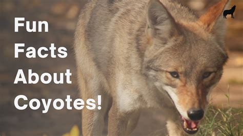 22 Fun And Amazing Facts About Coyotes Youtube