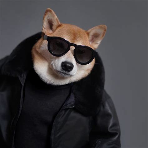 Mensweardog The Most Stylish Dog In The World Artofit