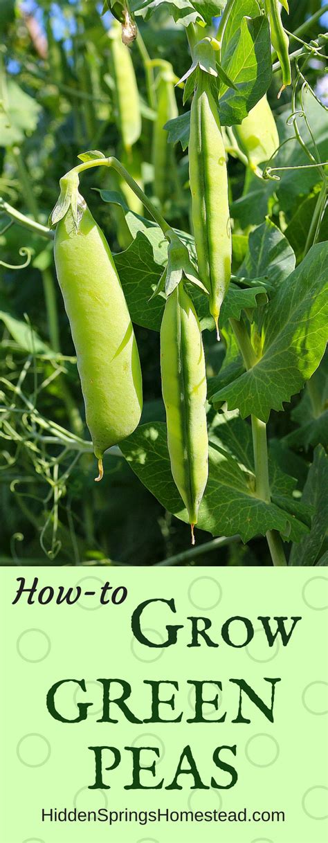 How To Plant Grow And Harvest Green Peas Easy Vegetables To Grow