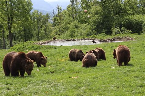 Rezervatia De Ursi De La Zarnesti Brasov Romania Libearty Bear Sanctuary