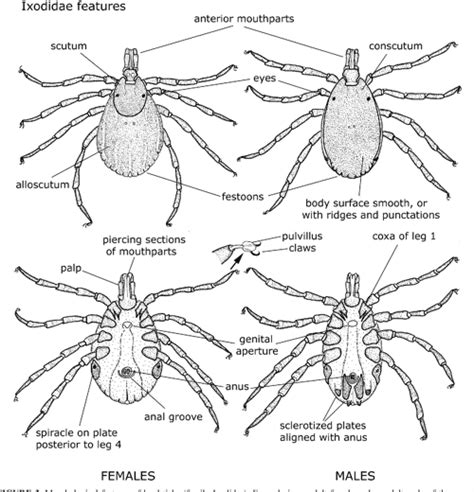 Figure 2 From Ticks Of Australia The Species That Infest Domestic