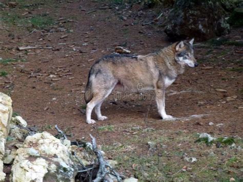 Gray Adult Wolf In The Forest Side View Wildlife And Environment