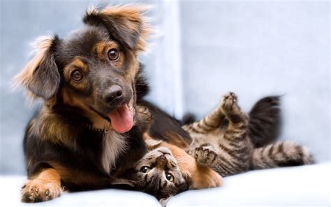 Funny Cat And Dog Friend Wallpapers Hd Desktop And