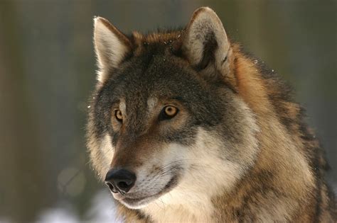 Can You Have A Wolf As A Pet What You Need To Know