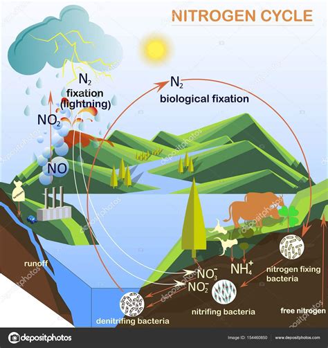 27 Esquema Ciclo Del Nitrogeno Background Dato Mapa Images